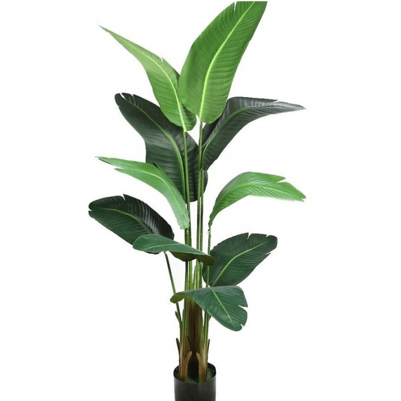 Natural Banana Plant